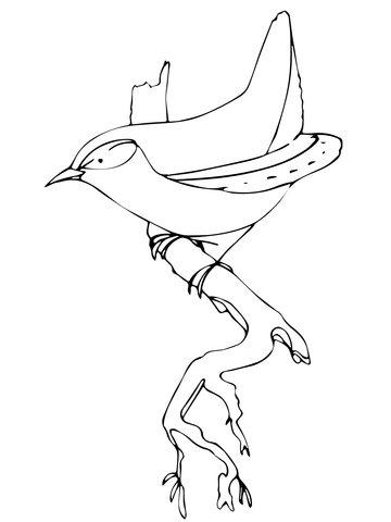 Wren Bird Coloring Page